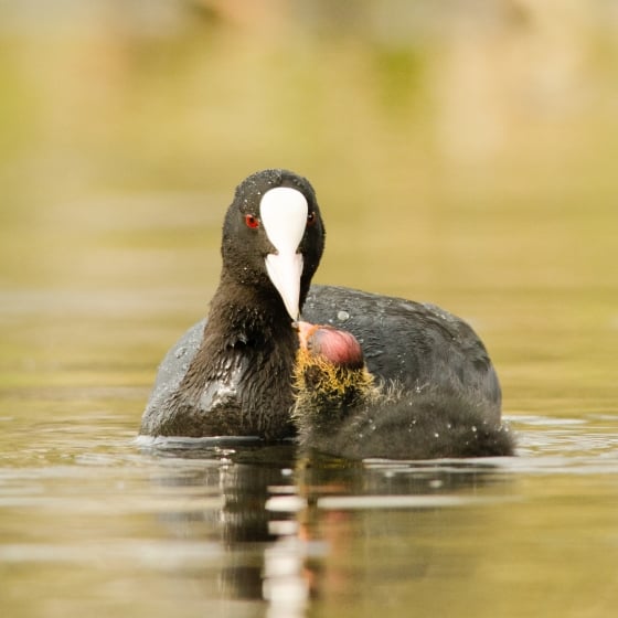 Coot BTO British Trust for Ornithology